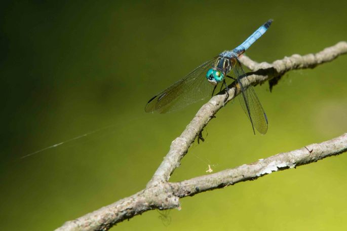 Damselfly