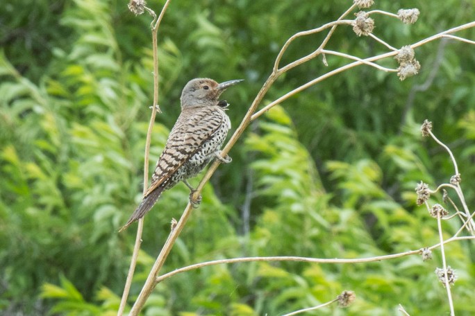 Juvinile Norther Flicker