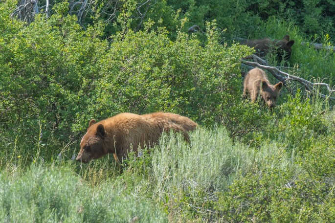 Ma Cinnamon And 2 Cubs