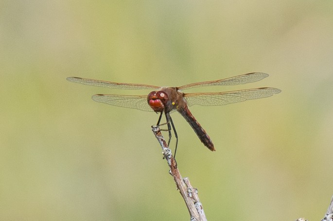 Red Faced Dragonfly