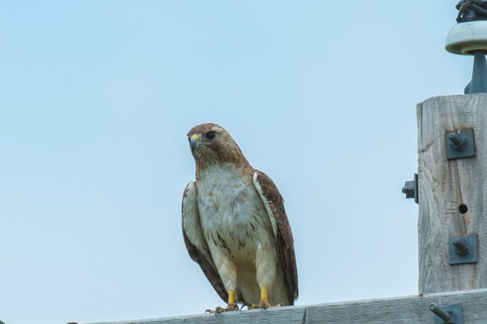 Red Shoulder Hawk