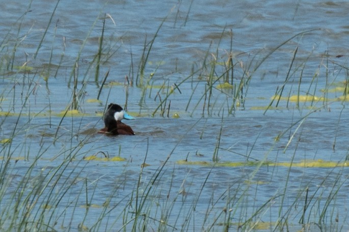 Ruddy Duck