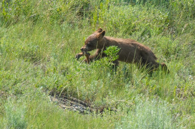 Running Cub With Leg