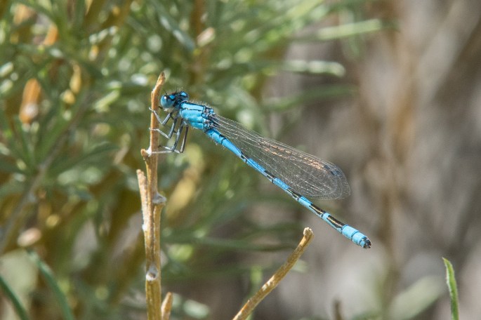 Single Blue Damselfly