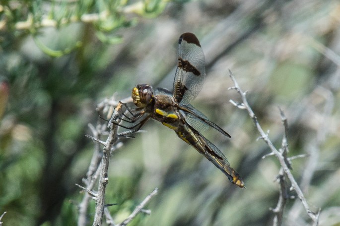Single Dragonfly