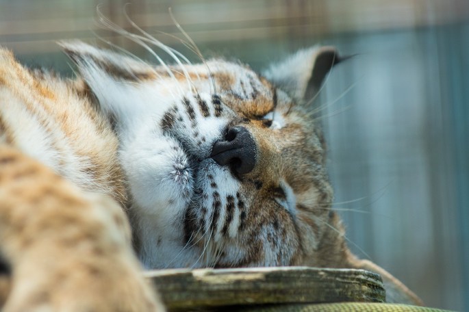 Sleeping Bobcat