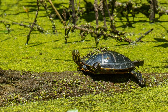 Sunning Turtle