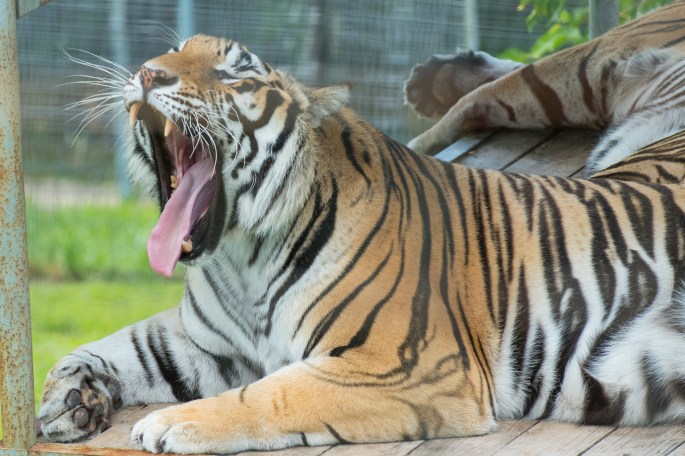 Tiger Yawn