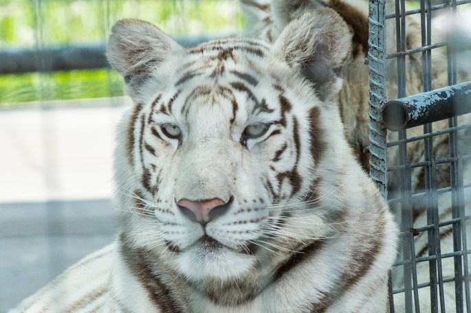 White Tiger